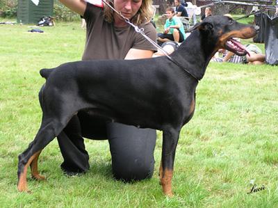 Bora Halit Pasa | Black Doberman Pinscher