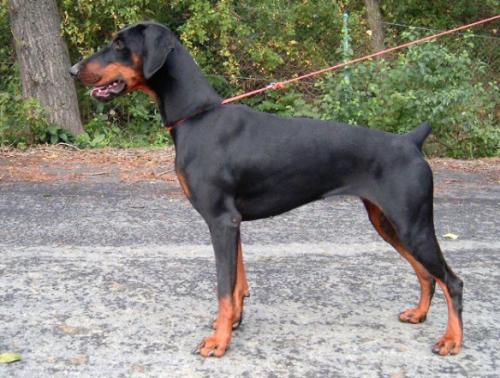 Bacardi Alary Aslar | Black Doberman Pinscher