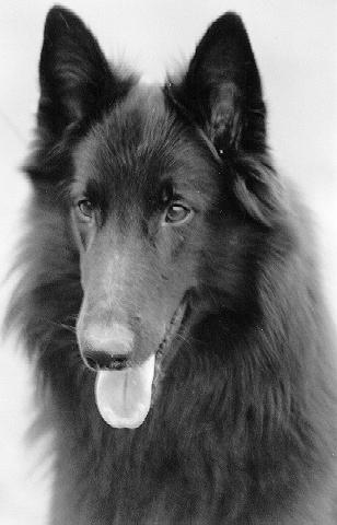 Emmabourne Exclusive Edition | Belgian Groenendael 