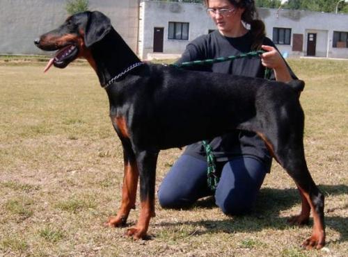 Bon Jour Alary Aslar | Black Doberman Pinscher