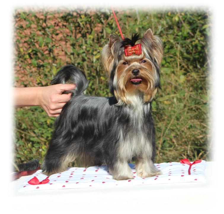 Oh bella tchaou du Puy Doré | Yorkshire Terrier 