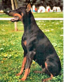 Ere Esther v. Diaspora | Black Doberman Pinscher