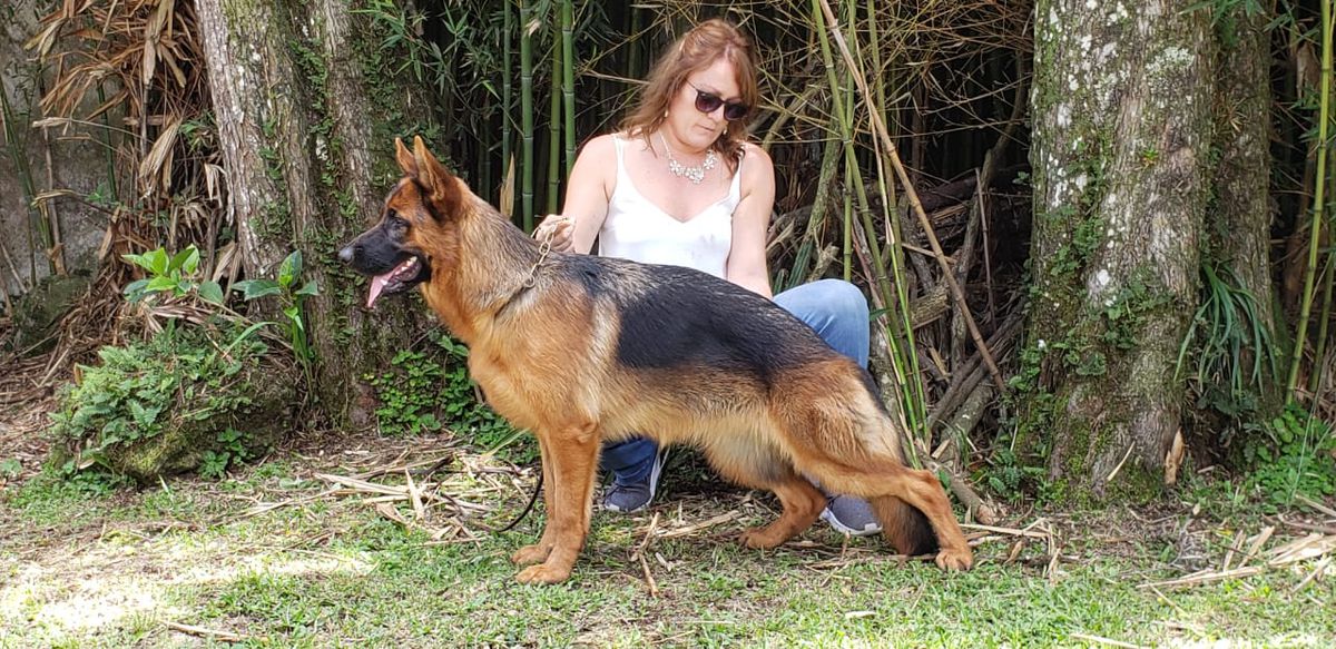 Praga Belahausen | German Shepherd Dog 