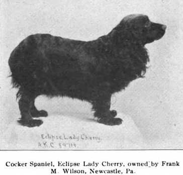 Eclipse Lady Cherry | English Cocker Spaniel 