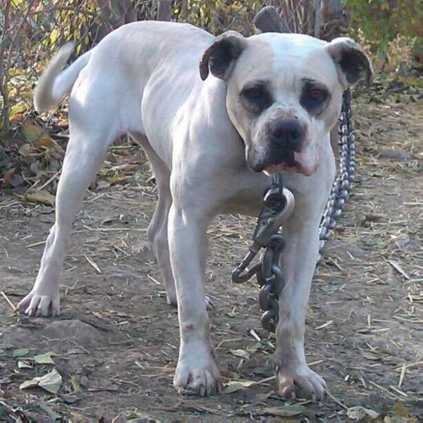 Rowe 's Chelle | American Bulldog 