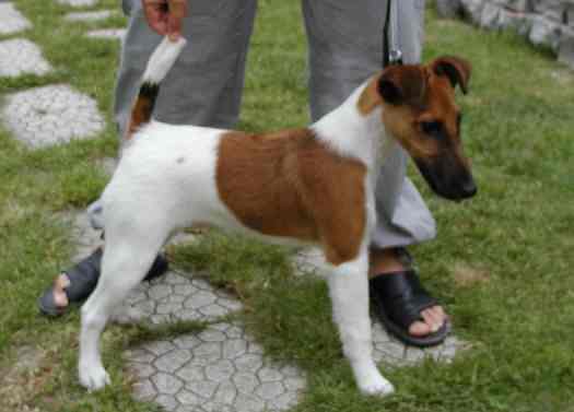 U'Two Fox-Trot Forever | Smooth Fox Terrier 