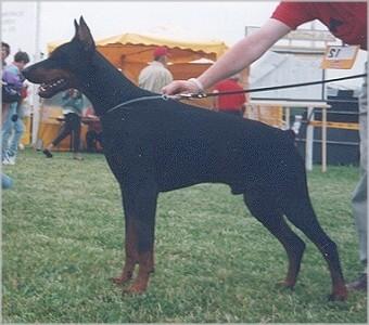 Graaf Mouro v. Neerlands Stam | Black Doberman Pinscher