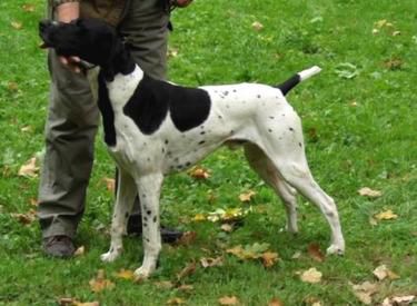 Ingolf vom Hege Haus | German Shorthaired Pointer 