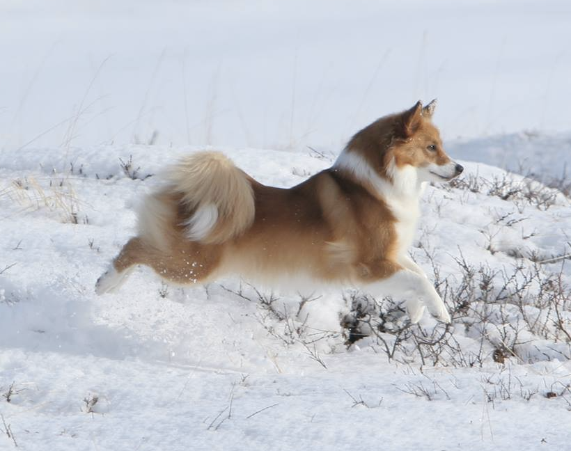 Laufeyjar Gígja | Icelandic Sheepdog 