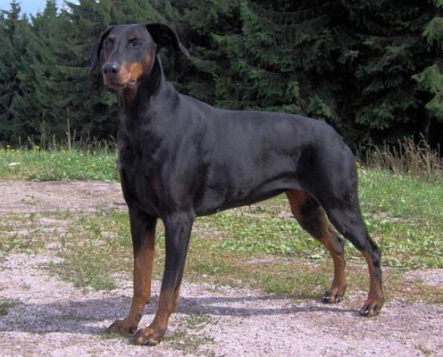 Agna v. Adel Stolz | Black Doberman Pinscher