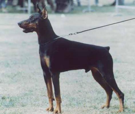 Black Barough v. Franckenhorst | Black Doberman Pinscher