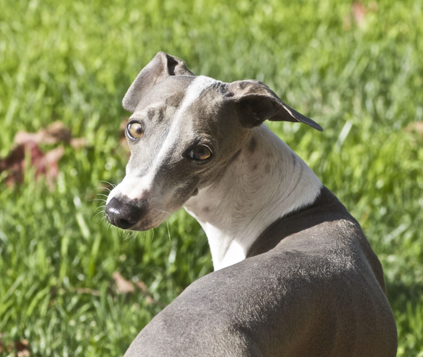 Greyhound