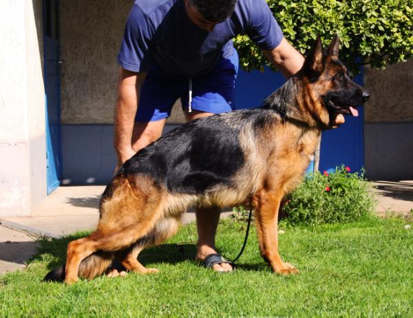 Falvavölgyi Daisy | German Shepherd Dog 