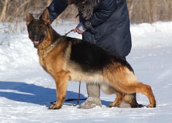 Vanja vom Kuckucksland | German Shepherd Dog 