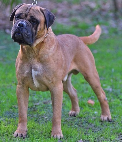 Akane | Bullmastiff 