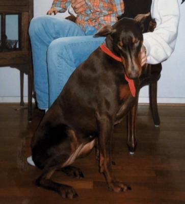 Gravin Iris v. Avendia | Brown Doberman Pinscher