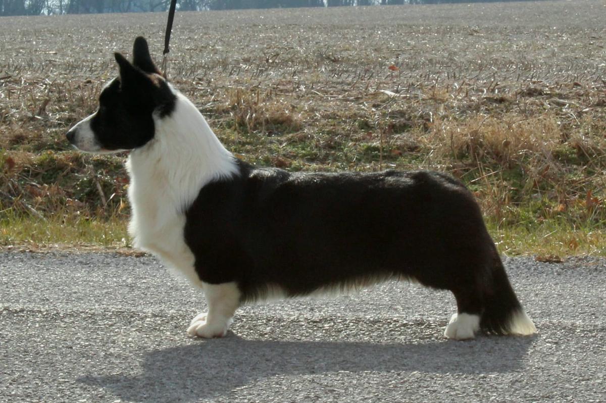 Geran`s Big Money Of Glasshouse | Cardigan Welsh Corgi 