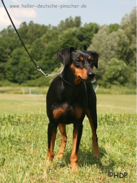 Duffyco's OPHELIA | German Pinscher 