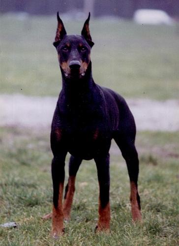 Winston v.d. Astra-Hoeve | Black Doberman Pinscher