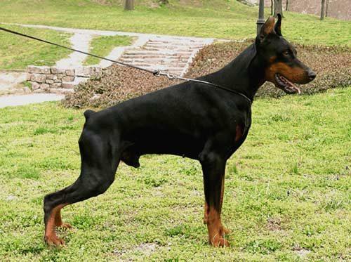 Garangolden di Campovalano | Black Doberman Pinscher