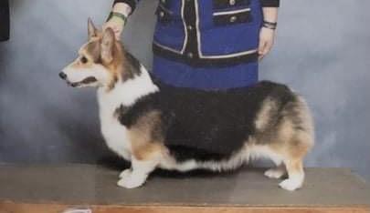 Gaylord Duet Candy Crush | Pembroke Welsh Corgi 
