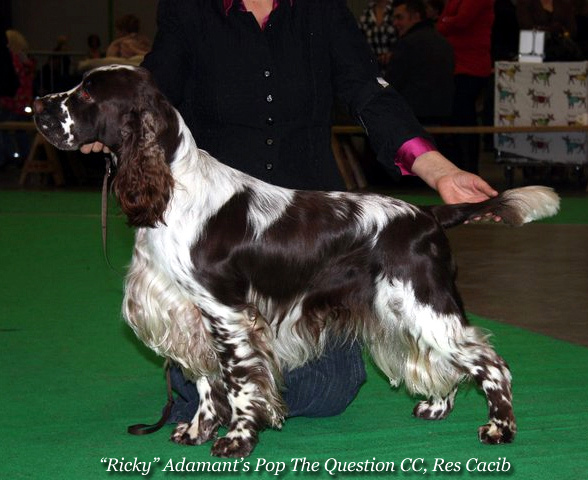 Adamant'S pop the question | English Springer Spaniel 