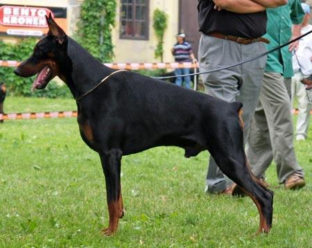 Phantom Di Altobello | Black Doberman Pinscher