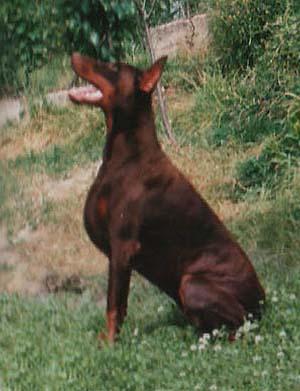 Hanibal Altobello | Brown Doberman Pinscher