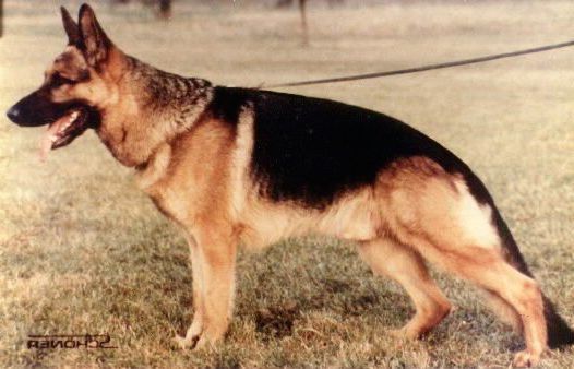 Kanto von der Strothheide | German Shepherd Dog 