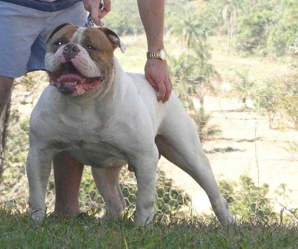 Big Tim's Rookie | Olde English Bulldogge 