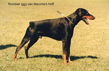 Rumblar-Iggy v. Maruma's Hoff | Black Doberman Pinscher