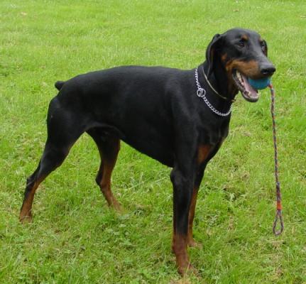 Hay-Fever from Black Palace | Black Doberman Pinscher