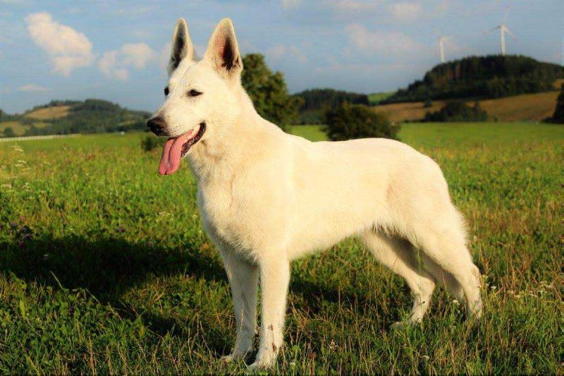 Afi Ze Štepánova | White Swiss Shepherd Dog 