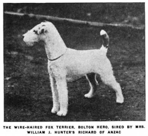 Bolton Hero | Wire Fox Terrier 