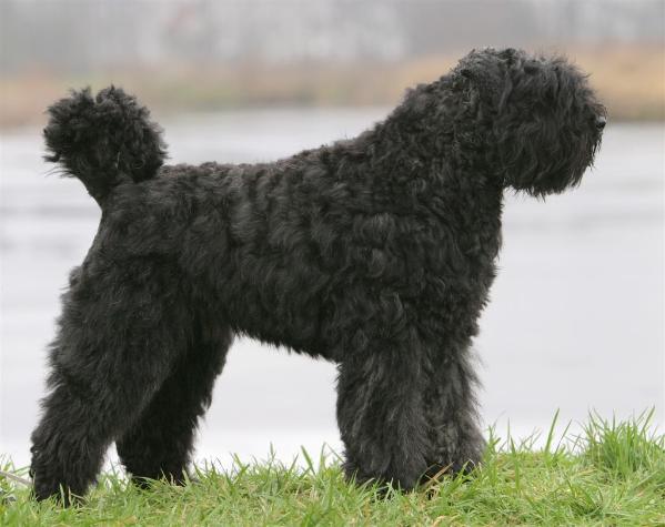 Glowey Robey v.d. Duca Vallei | Bouvier des Flandres 