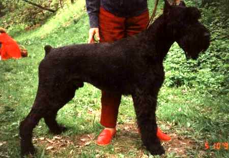 Tamerlan | Giant Schnauzer 