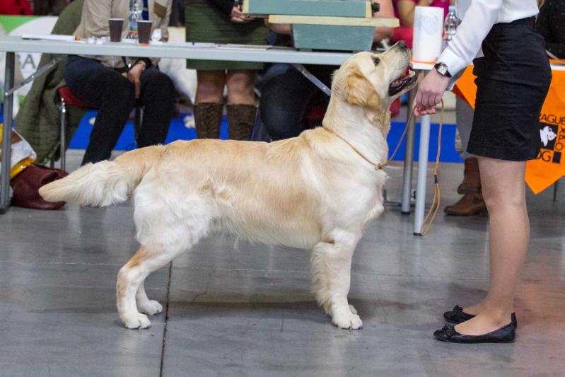 Cheek to Cheek Jack The Bear | Golden Retriever 