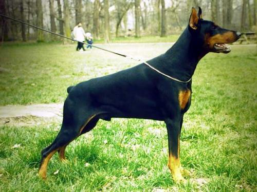 Graaf Demon v. Neerlands Stam | Black Doberman Pinscher