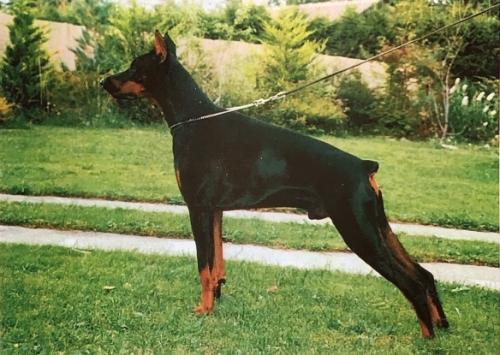 Graaf Darius v. Neerlands Stam | Black Doberman Pinscher