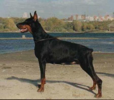 Gravin Dadi v. Neerlands Stam | Black Doberman Pinscher