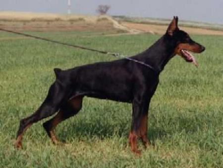 Gravin Diya v. Neerlands Stam | Black Doberman Pinscher