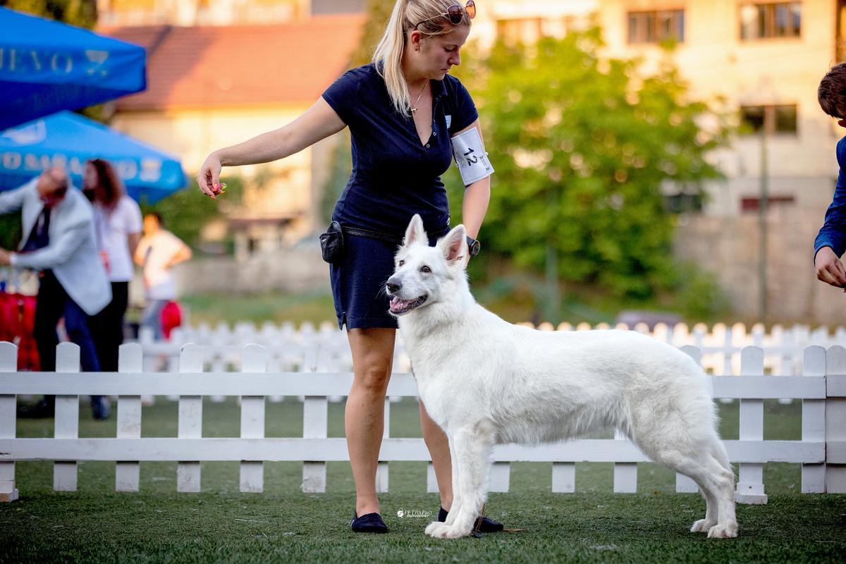 Padishah Empress Kimber of Moro | White Swiss Shepherd Dog 