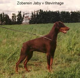 Zoberein-Jaby v. Stevinhage | Brown Doberman Pinscher