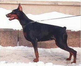 Gravin Europe v. Neerlands Stam | Black Doberman Pinscher