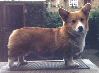 Vaquera Of Pemwell | Pembroke Welsh Corgi 