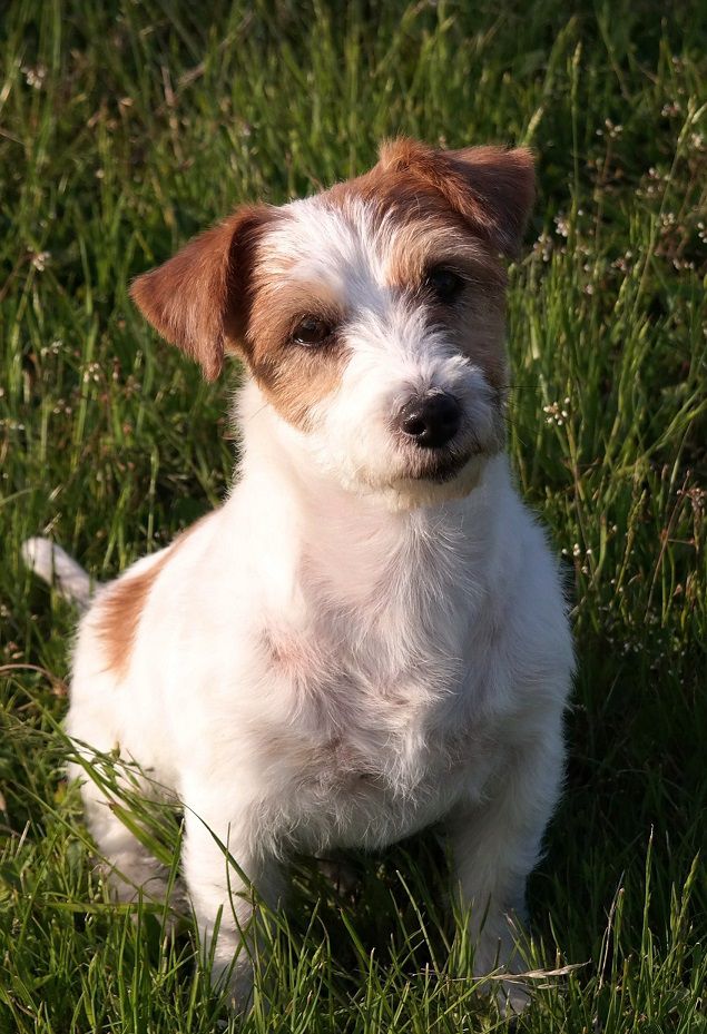 TOSKA Colosseum | Jack Russell Terrier 