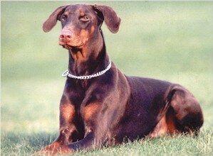 Gravin Emma v. Neerlands Stam | Brown Doberman Pinscher