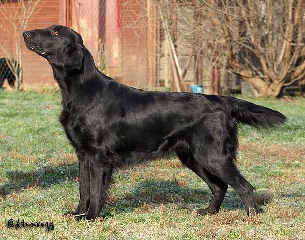 Almanza This Is Happiness | Flat-Coated Retriever 