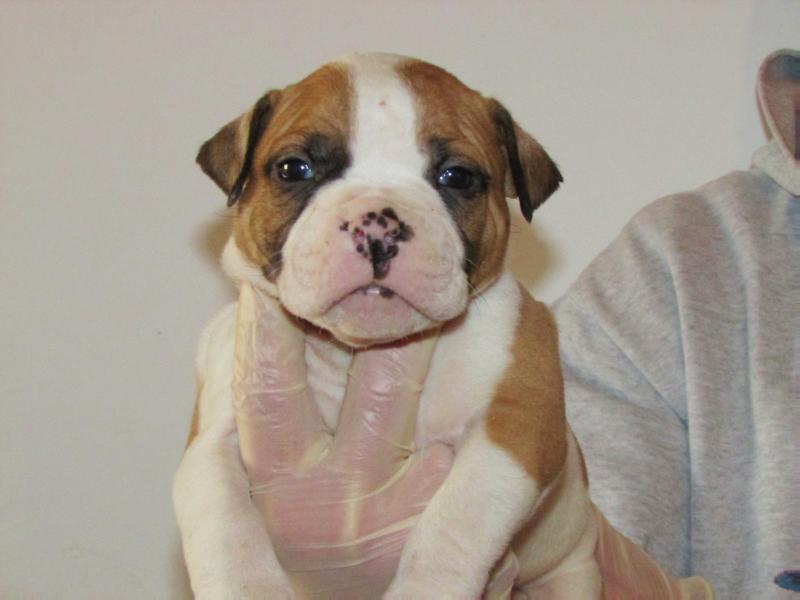 Picchiotti's Gas | American Bulldog 