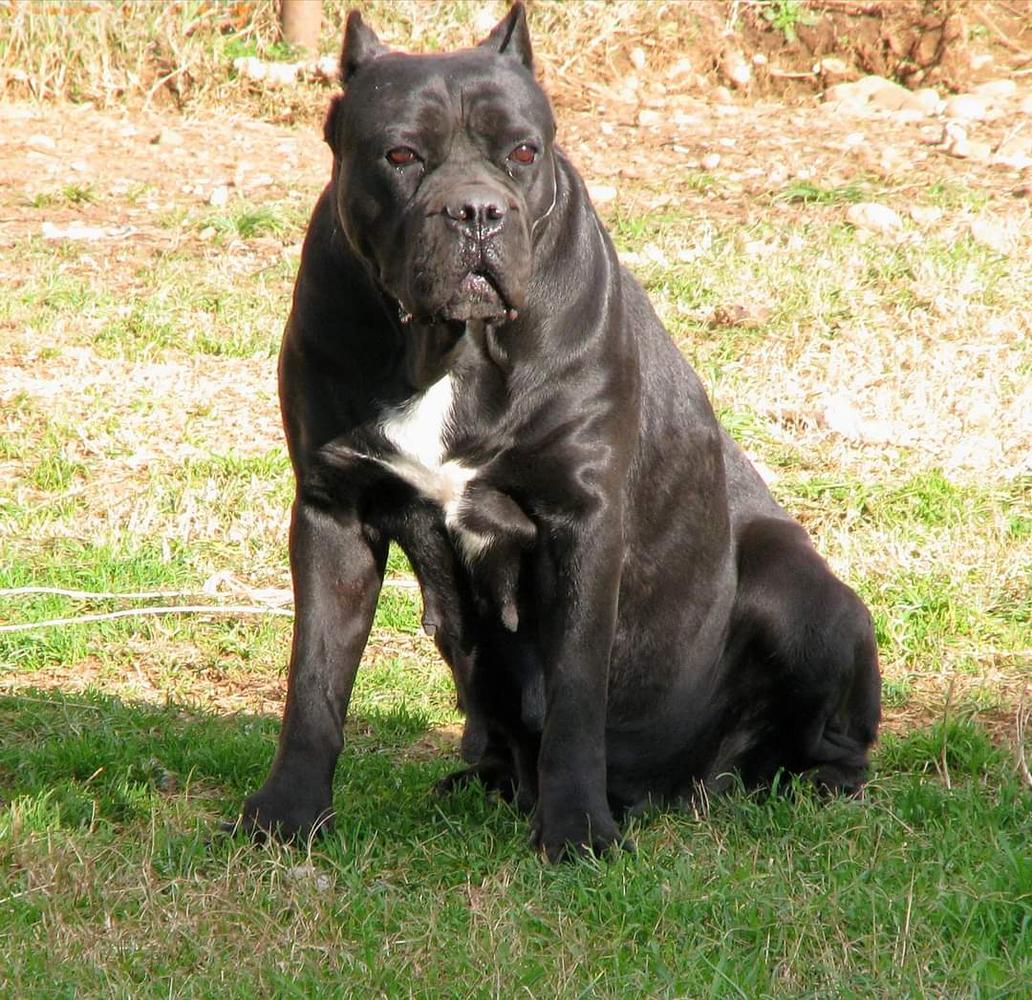 Havana Corsa Nostra | Cane Corso 